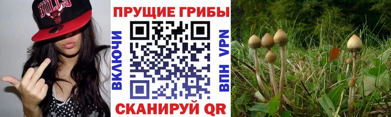 mega зеркало  что такое наркотик  Алагир  Псилоцибиновые грибы мицелий 